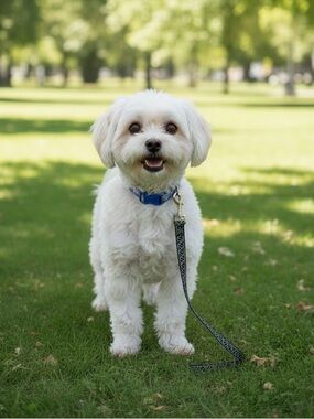 Reflective Black Leash for small dog​